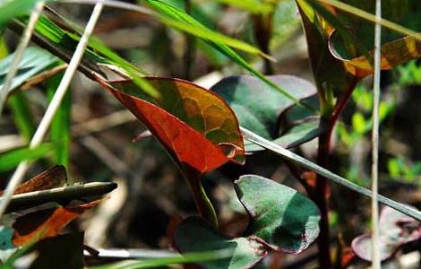 鱼腥草种植方法 鱼腥草种植方法和技术视频
