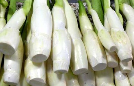 茭白的产地分布(茭白是哪里生长的)