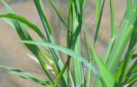 茭白的种植技术（茭白种植技术和时间）