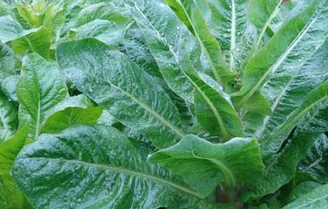 莴笋的产地分布 莴笋的产地分布图