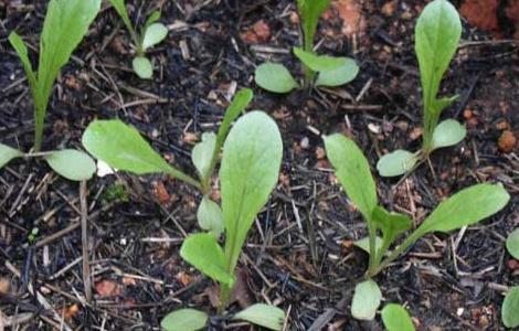 莴笋种子催芽处理方法 生菜种子的催芽方法