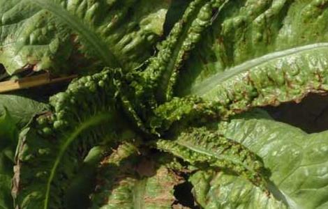 大棚莴笋种植技术（大棚莴笋种植技术视频）