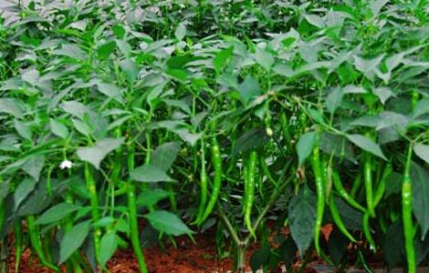 蔬菜大棚建设标准和成本（大棚蔬菜种植建造成本）