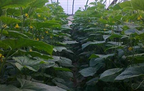 大棚蔬菜的种植前景（大棚蔬菜的种植前景怎么样）