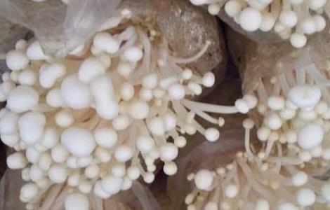 金针菇的保鲜技术（金针菇的保鲜技术有哪些）