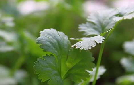 芹菜催芽技术(芹菜的催芽方法和技术)