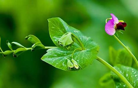 豌豆的产地分布 豌豆的产地分布,多少钱一斤?