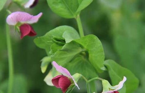 豌豆的种植时间（豌豆什么时候种合适）