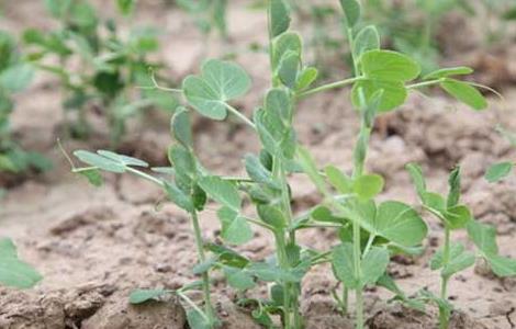 豌豆病虫害防治技术 豌豆病虫害防治技术研究