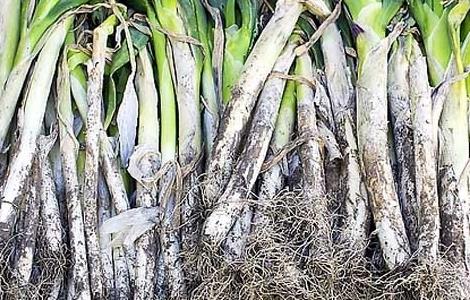 大葱的储存方法(大葱冬季怎么保存)