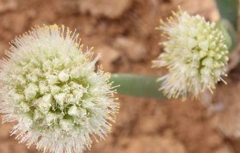 大葱的种植时间 香葱的种植方法和时间