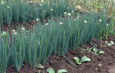 大葱种植技术视频 大葱种植技术视频农广天地