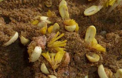 花生芽种植技术 花生芽水培技术