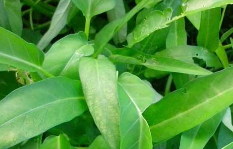 空心菜大棚种植技术（空心菜大棚种植技术ppt）