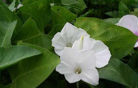 空心菜无土栽培技术（空心菜无土栽培技术,农村创业项目!）