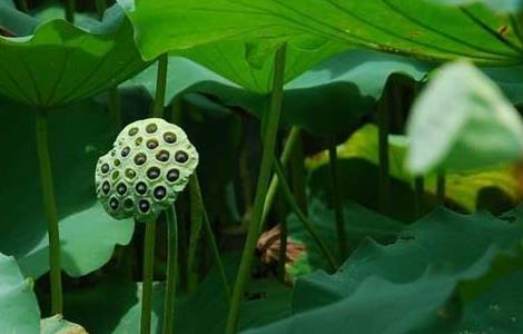 莲藕的产地分布（莲藕产地分布在世界哪些地方）