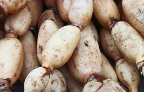 莲藕的产地分布