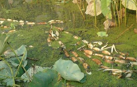 莲藕的繁殖方法 莲藕的繁殖方法有哪些