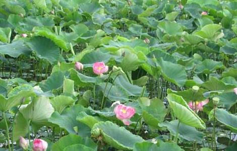 莲藕病虫害防治技术（莲藕病虫害防治技术规范）