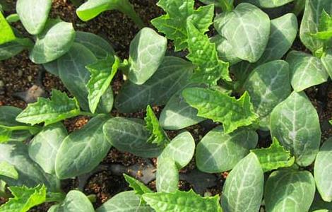 丝瓜育苗技术（丝瓜育苗技术与管理）