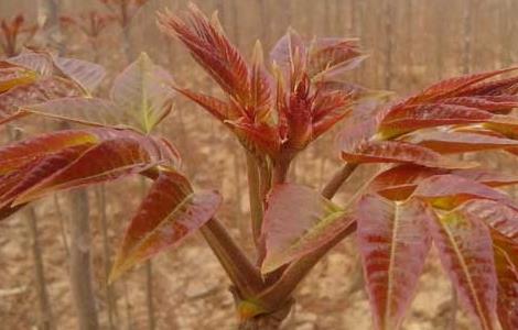 香椿的繁殖方法（香椿的繁殖方法有哪些）