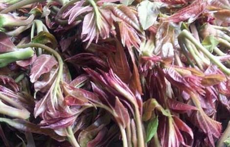 香椿芽的储存方法（香椿芽的储存方法有哪些）