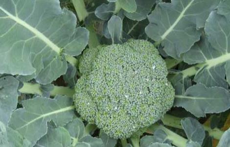 西兰花的种植时间 西兰花的种植时间和温度视频