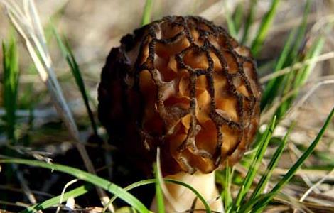 羊肚菌的温度要求