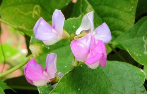 扁豆的种植时间（扁豆的种植时间和收获时间）