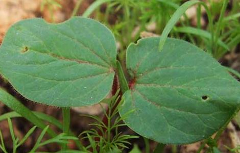 黄秋葵的种植时间 黄秋葵种植时间和方法盆栽
