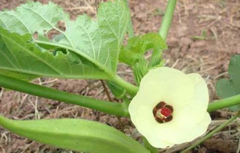 黄秋葵病虫害防治技术（黄秋葵主要病害）