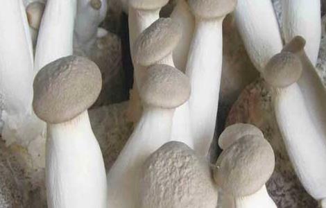 杏鲍菇的生长环境（杏鲍菇的生长环境是怎样的）