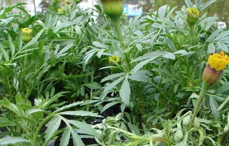 茼蒿的产地分布 茼蒿的产地分布在哪里