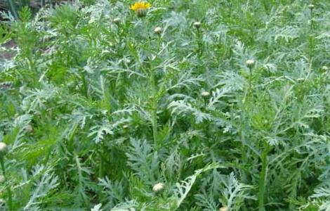 茼蒿病虫害防治技术（茼蒿有哪些病虫害如何防治）