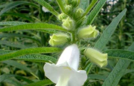 芝麻栽培技术 芝麻栽培技术100问