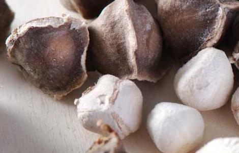 辣木种子怎么种（辣木种子种植方法）