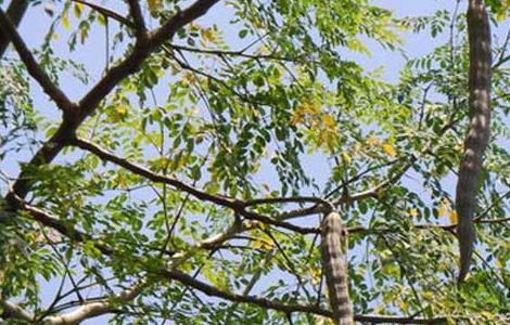 辣木什么时候种植 辣木什么时候种植好