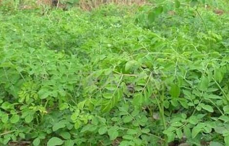 辣木树种植技术（辣木树种植技术要点）