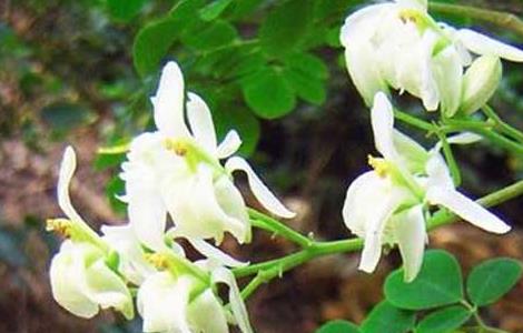 辣木的产地分布 辣木的原产地