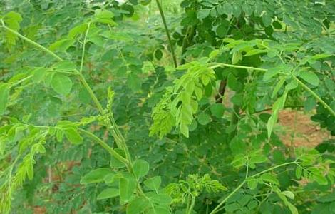 辣木的种植前景（种植辣木有前景吗）