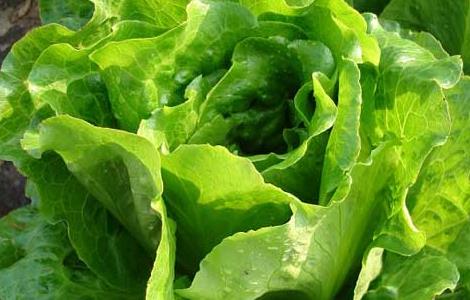 生菜的种植技术 生菜的种植技术和田间管理