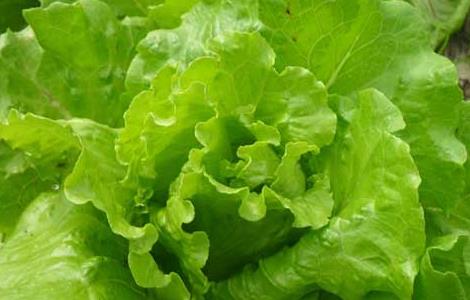 生菜的种植时间（芹菜种植技术和种植时间）