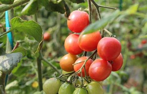 圣女果种植技术（圣女果的种植方法和技术）