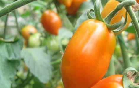 圣女果是转基因的吗(圣女果为什么不建议吃)