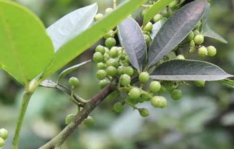 野花椒是什么东西（野花椒是什么东西啊）