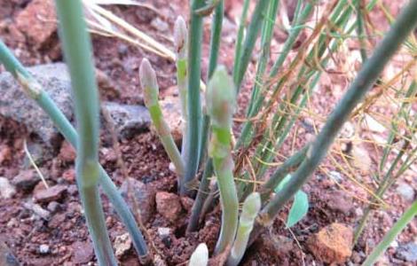 芦笋种子怎么种（芦笋种子怎么种好）