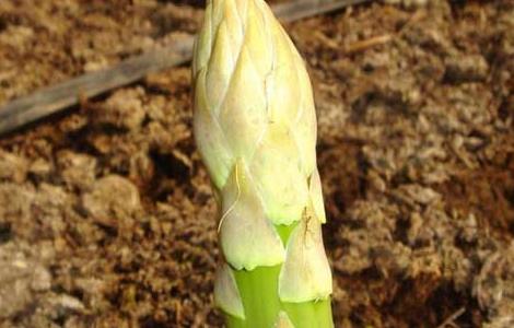 芦笋什么时候上市(芦笋上市时间)