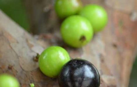 树葡萄种植技术 树葡萄种植技术与管理