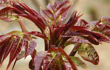 香椿芽苗菜种植技术