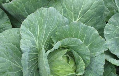 大棚甘蓝种植技术 大棚甘蓝种植技术与管理